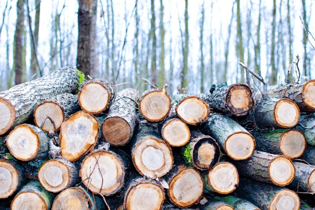 Fűrészáru vásárlás Zala megye – Építő minőségű fűrészáru a Pannonia Tetőcentrumnál